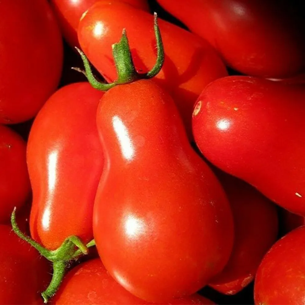 Tomaatti 'Red Pear'