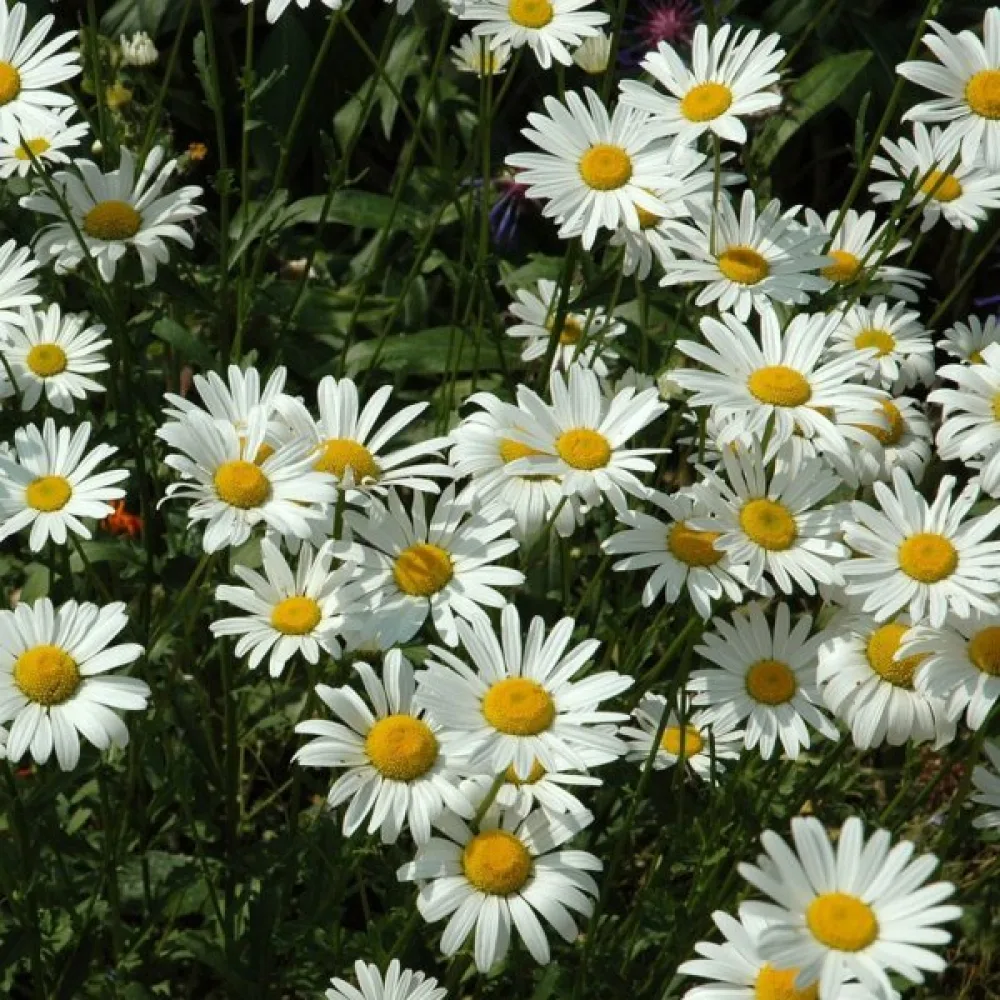Krysanteemi 'Silver Princess', valkoinen