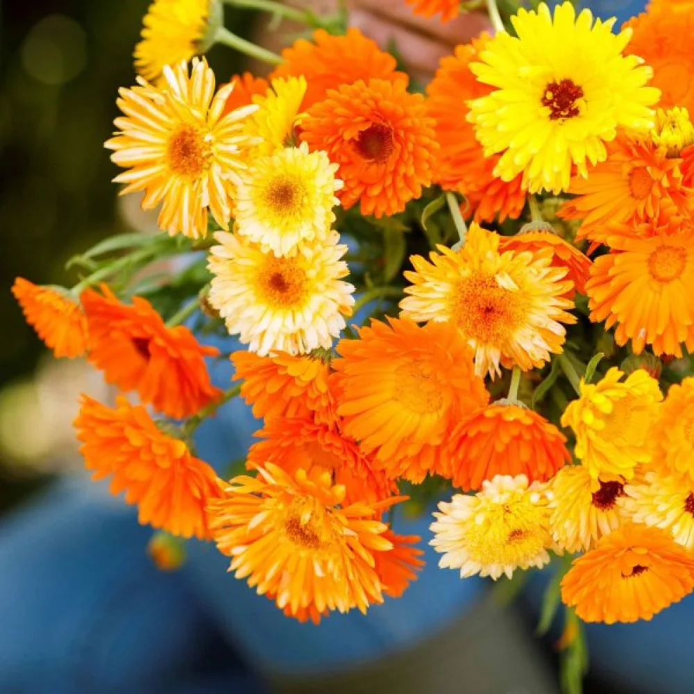 Kehäkukka 'Pacific Beauty' – mikroversoiksi