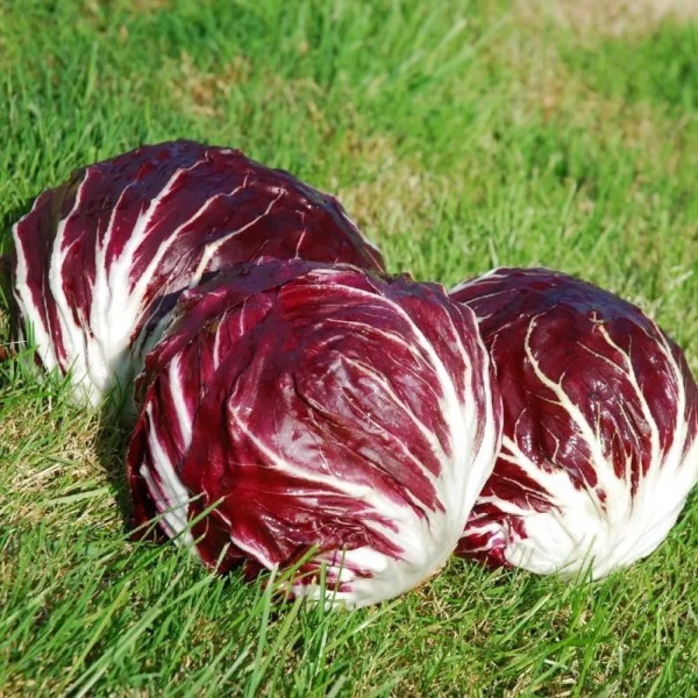 Sikuri 'Palla Rossa 3'