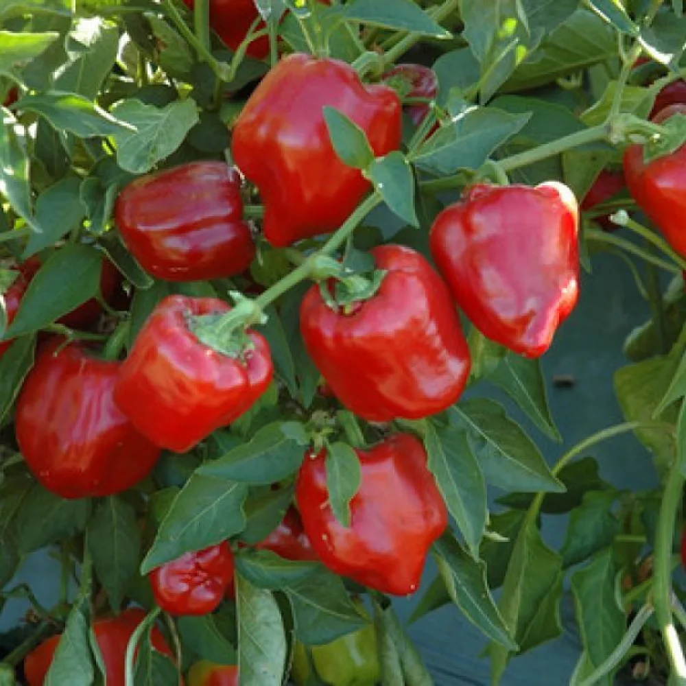 Paprika 'Quadrato d'Asti Rosso'