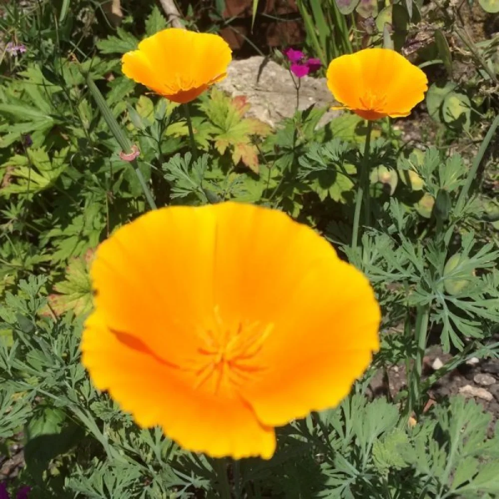 Kaliforniantunikko 'Orange King'