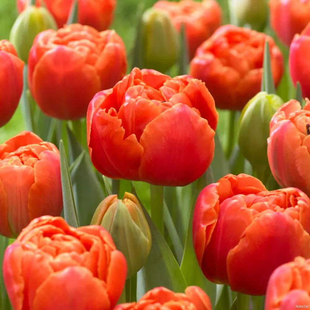 Tulppaani 'Icoon'