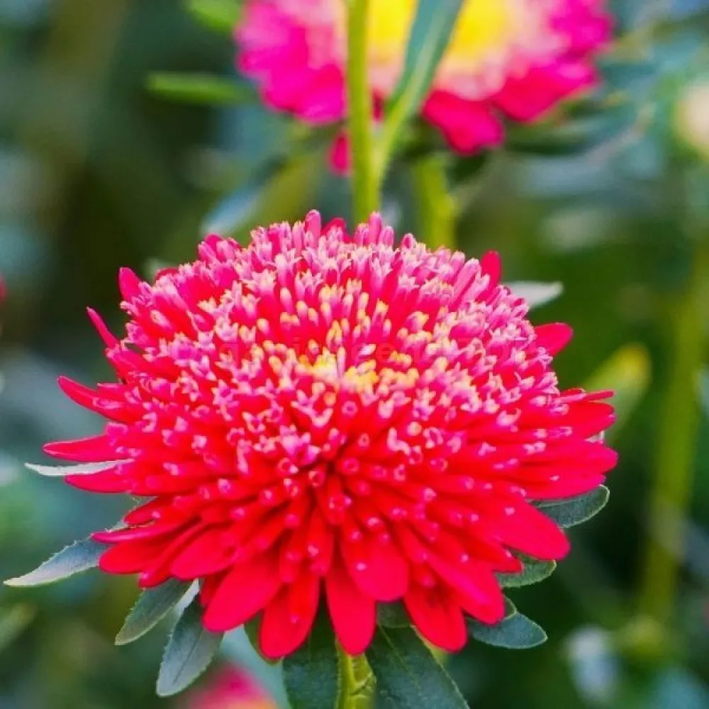 Kesäasteri Pompon – kirsikanpunainen
