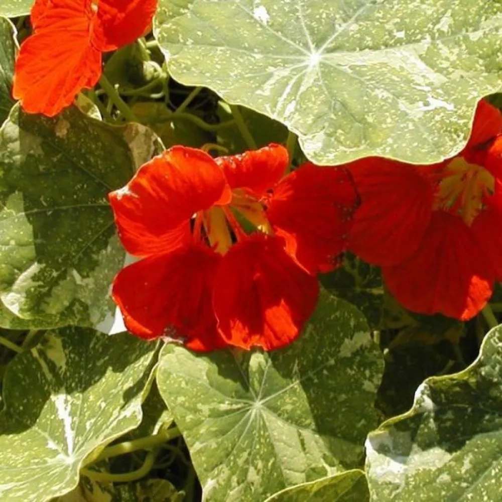 Köynnöskrassi 'Alaska Scarlet'