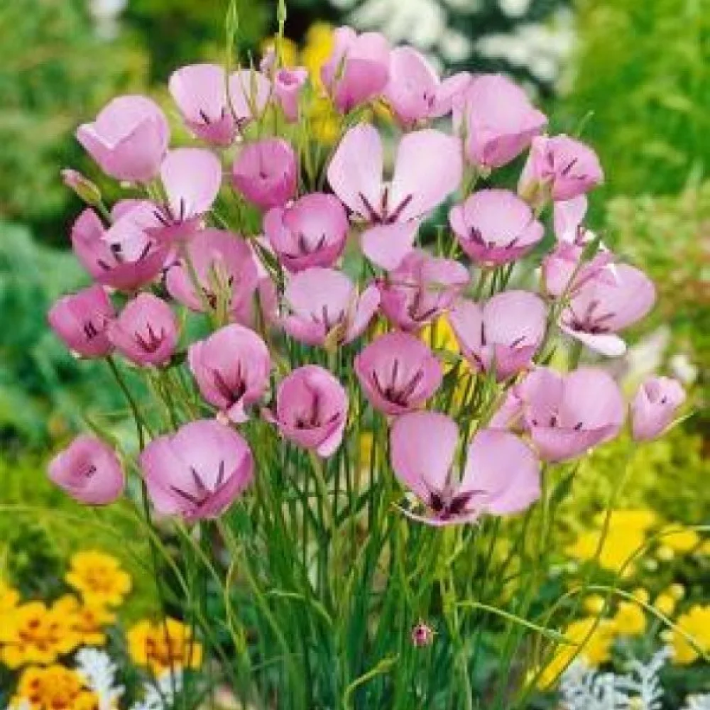 Calochortus 'Cupido'