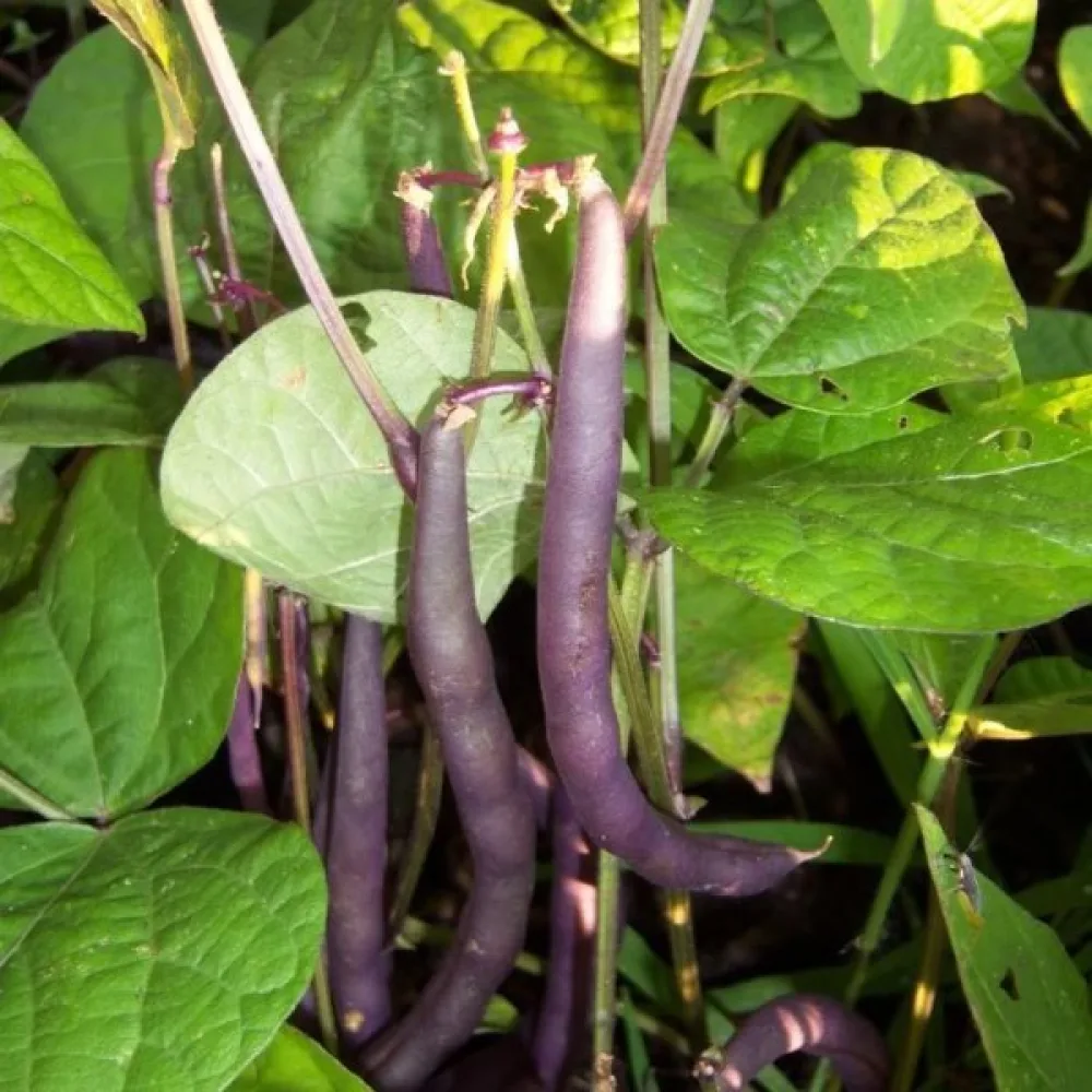 Tarhapapu 'Purple Queen'