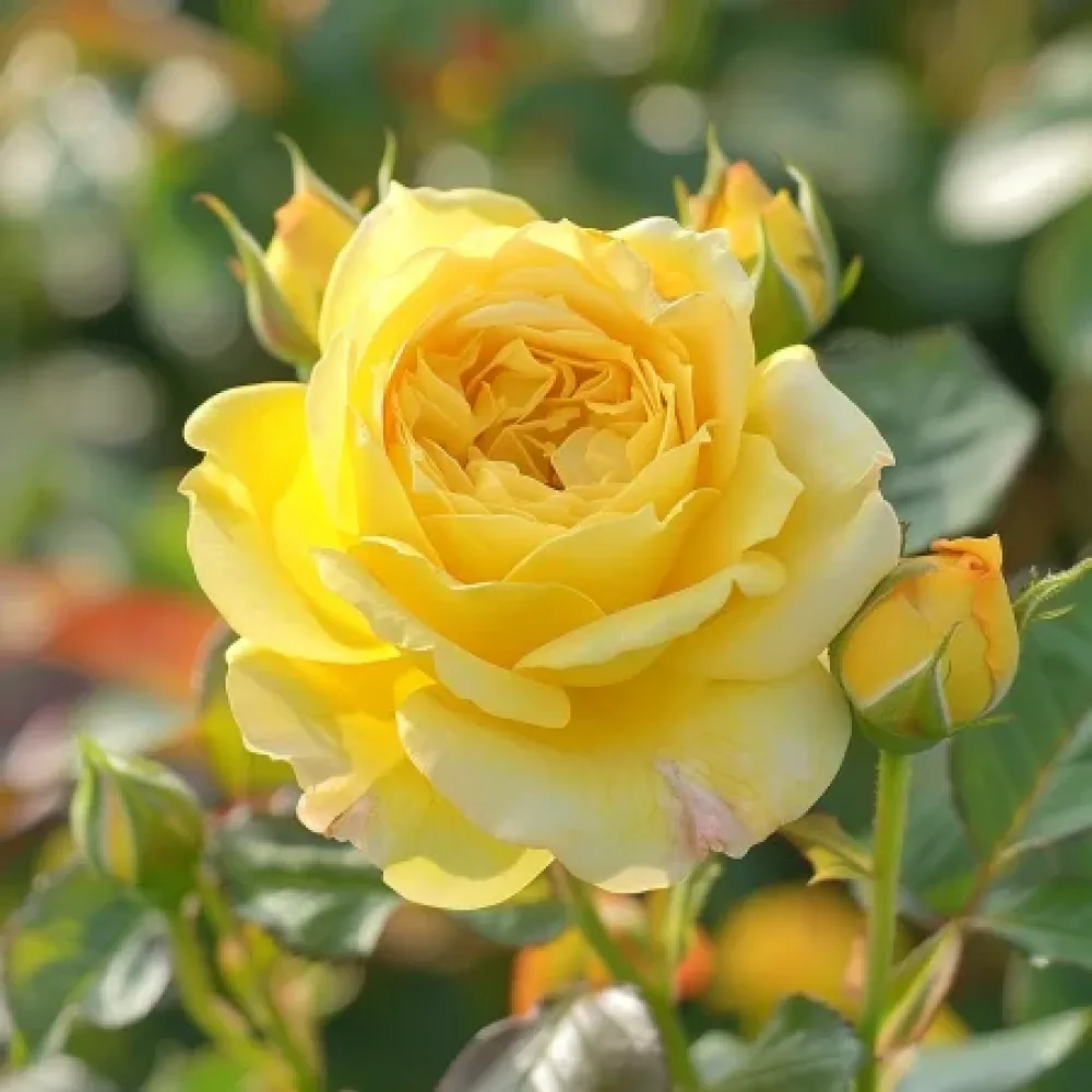 Ruusu 'Citrus Harmony' – paljasjuurinen