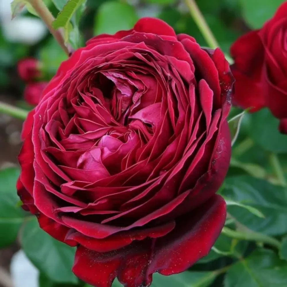 Ruusu 'Ruby Rose' – paljasjuurinen
