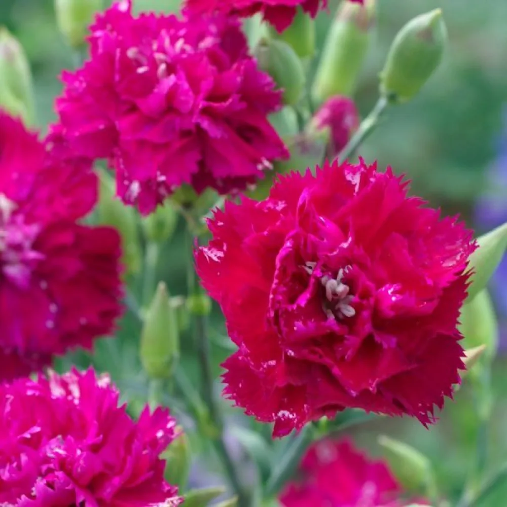 Neilikka Chabaud 'Rose Queen'
