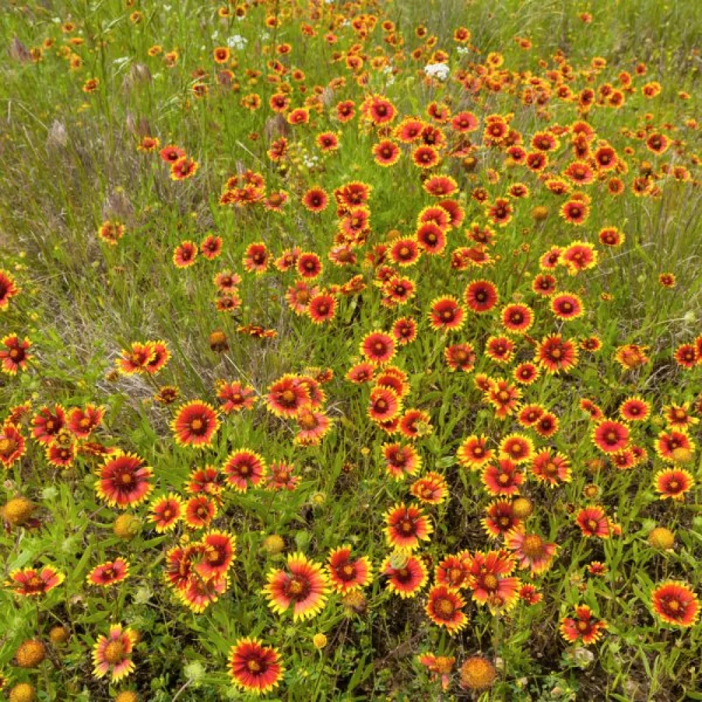 Kokardikukka Gaillardia pulchella, yksinkertainen, sekoitus