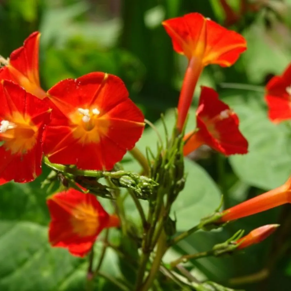 Elämänlanka Ipomoea luteola – oranssi