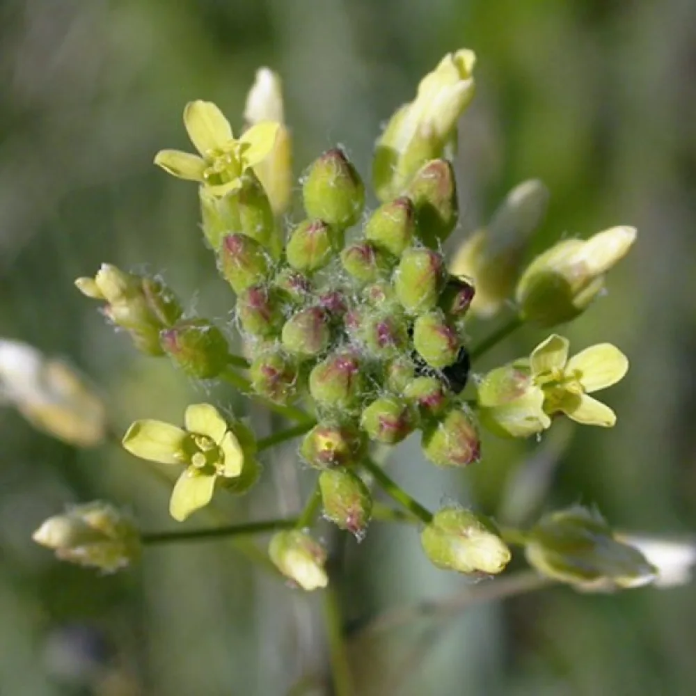 Kitupiikki Camelina sativa kevätkylvöön