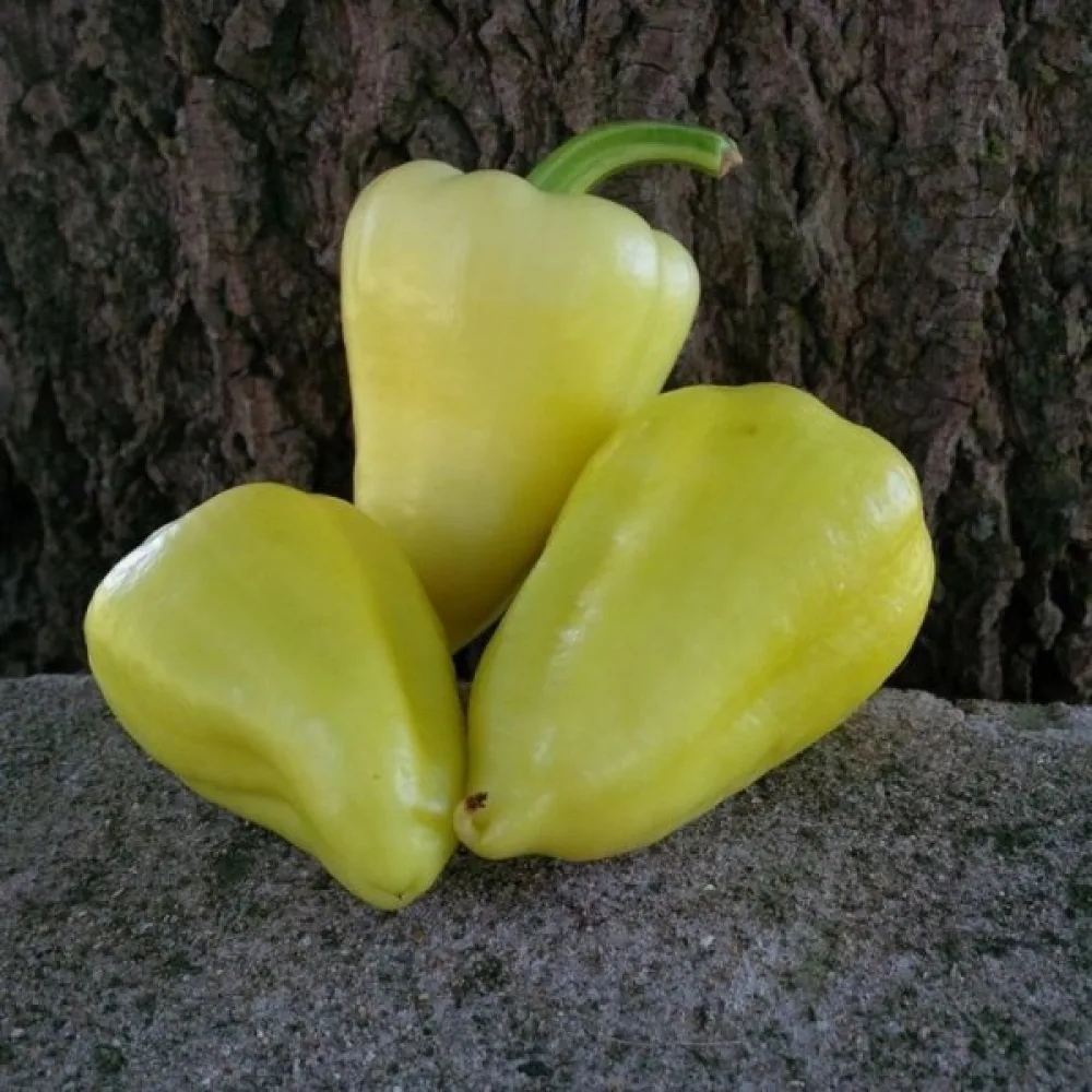 Paprika 'Mira'