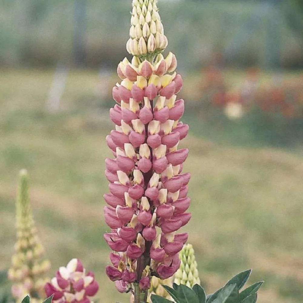 Lupiini 'Chatelaine'