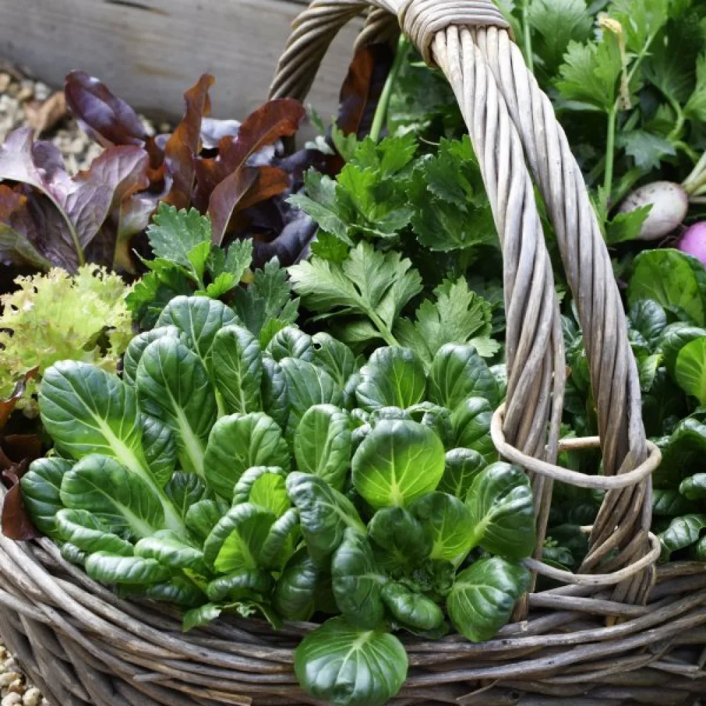 Tatsoi