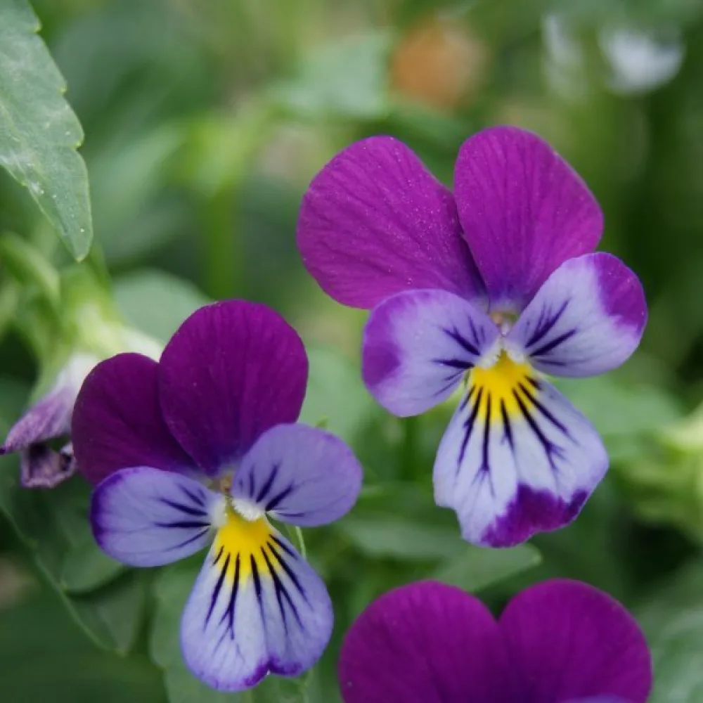 Tarhaorvokki 'King Henry'