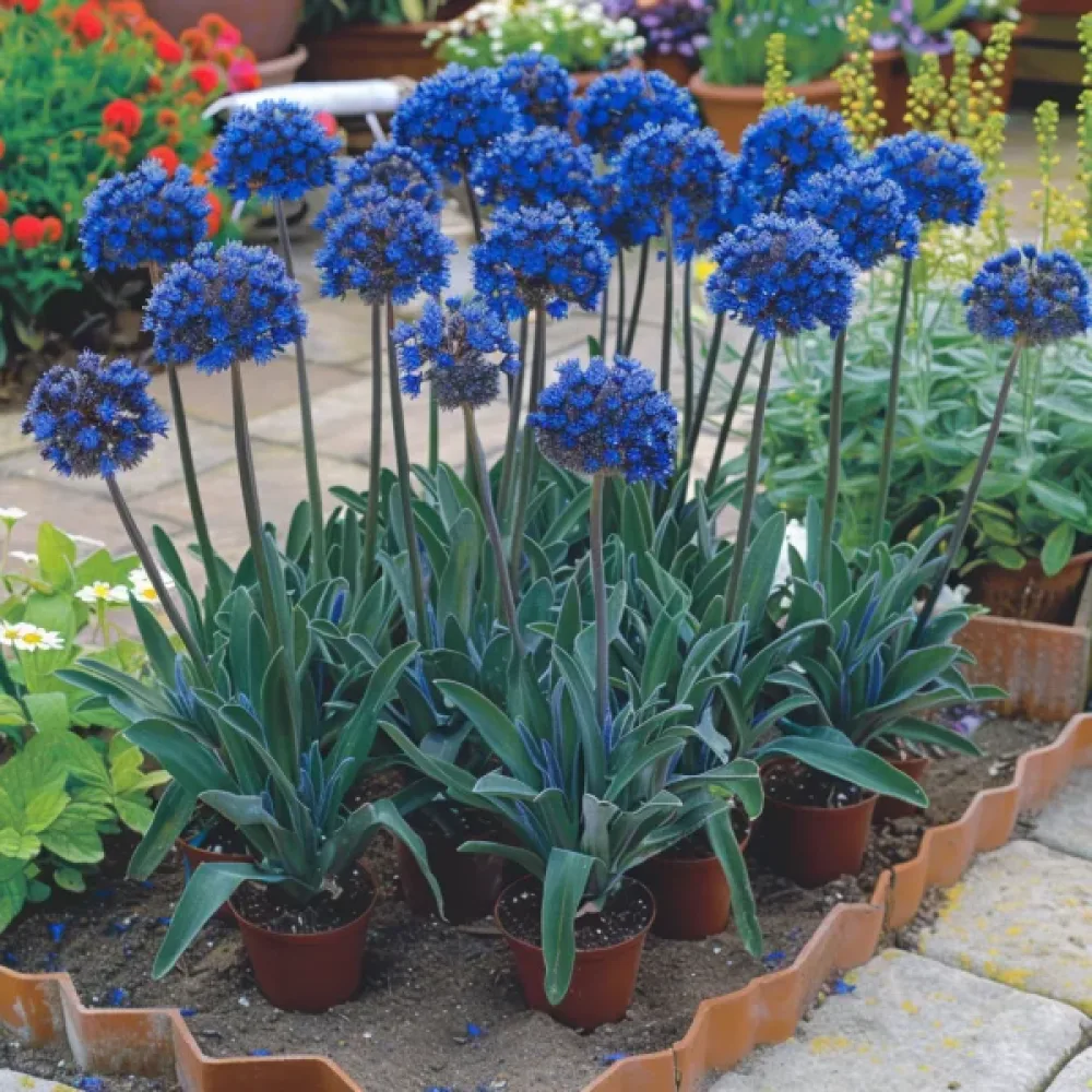 Afrikanrasti 'Blue Angel'