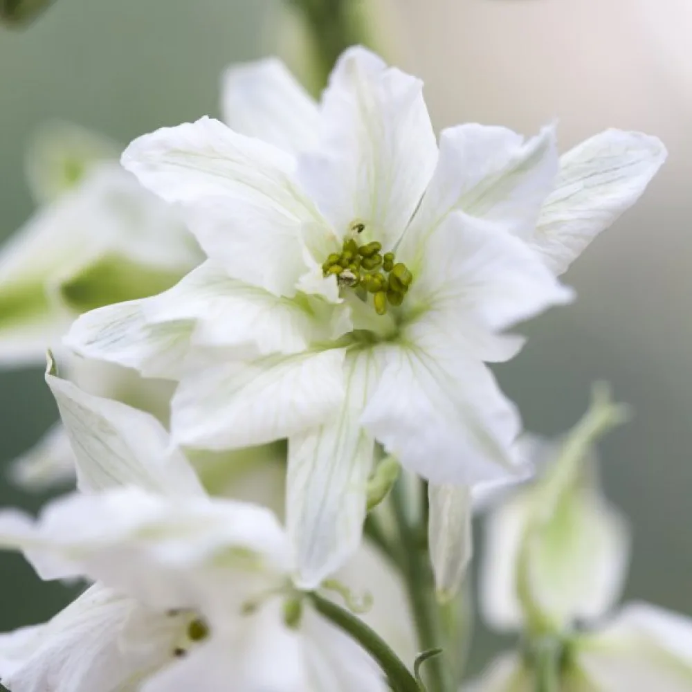 Kesäkukonkannus 'White King' – valkoinen