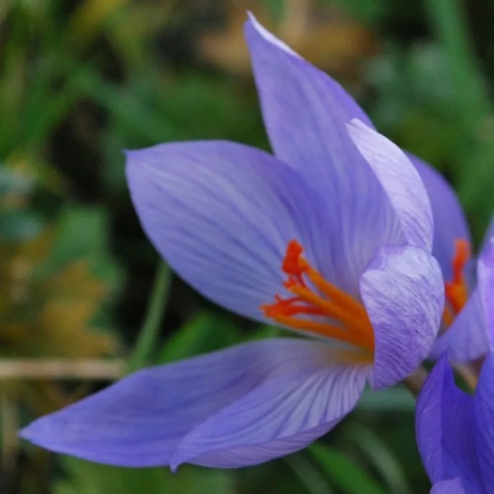 Krookus speciosus 'Conqueror'