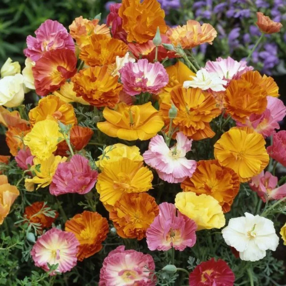 Kaliforniantunikko 'Ballerina', sekoitus