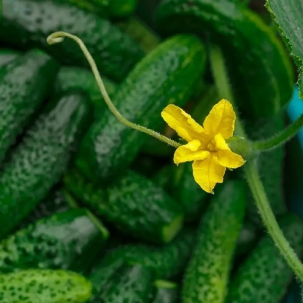 Avomaankurkku 'Cezar' F1