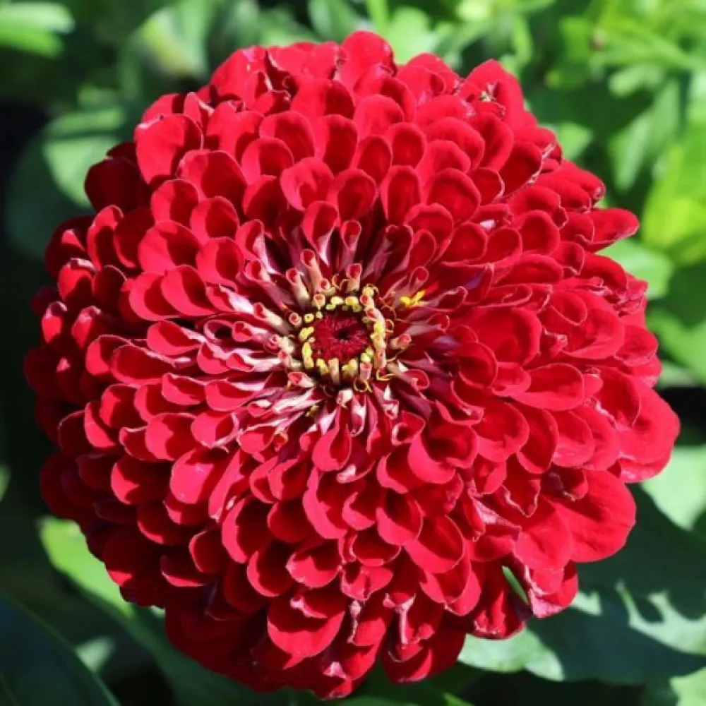 Tsinnia 'Monarch King'