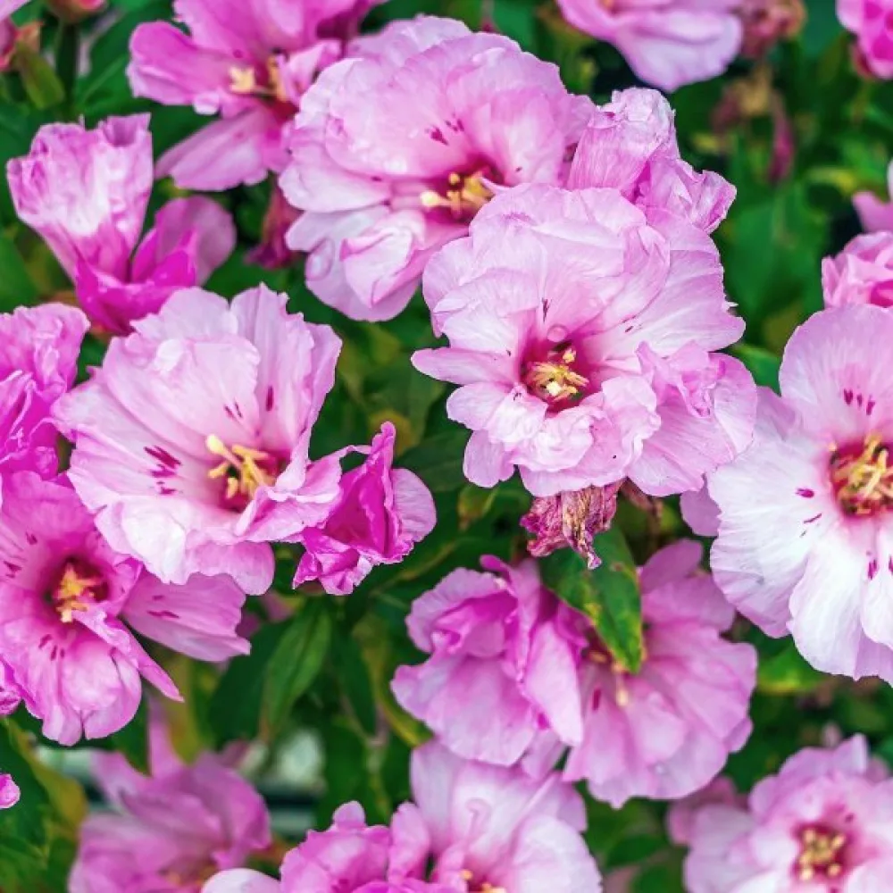 Kesäatsalea 'Maiden Blush', vaaleanpunainen