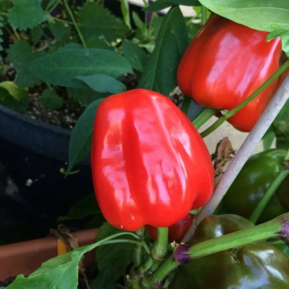 Paprika 'Neusiedler Ideal'