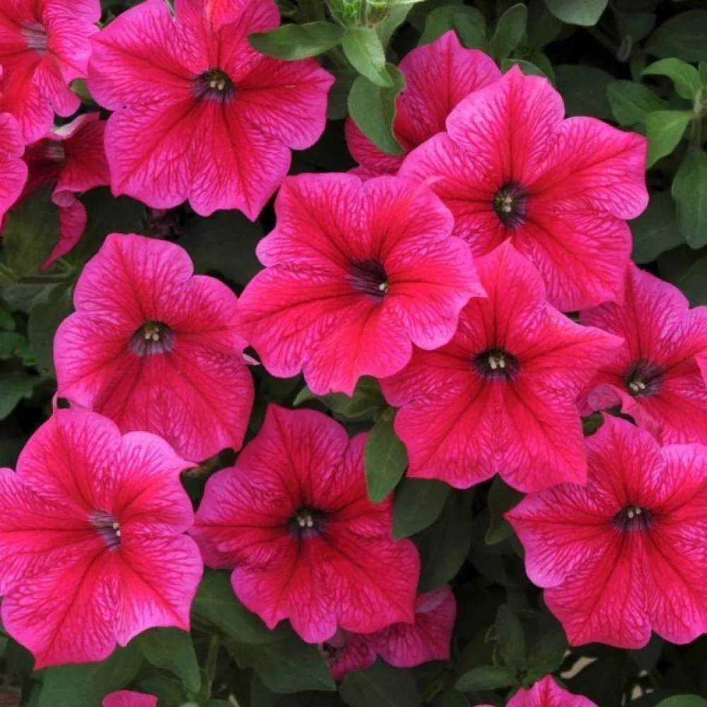 Tarhapetunia 'Rose of Heaven'