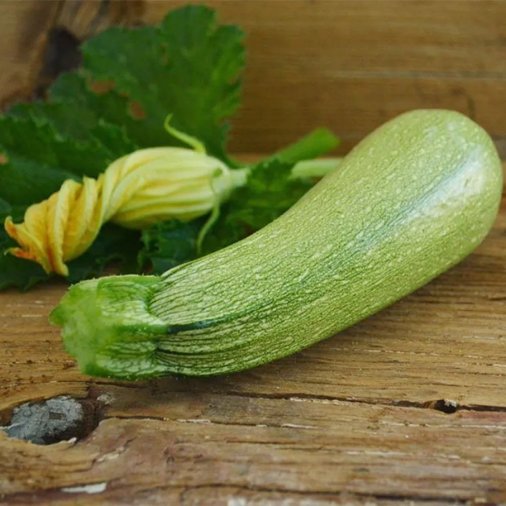 Kesäkurpitsa 'Grey Zucchini'