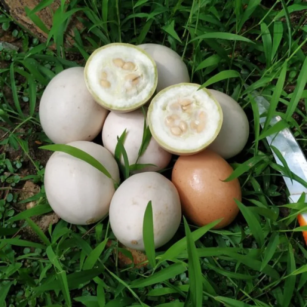 Kurpitsa 'Nest Egg'