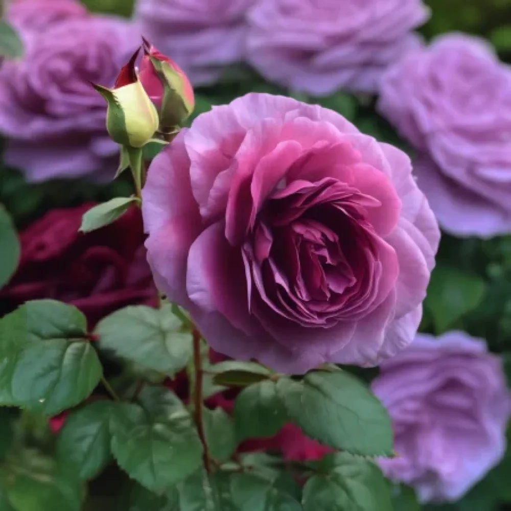 Ruusu 'Magenta Temptation' – paljasjuurinen