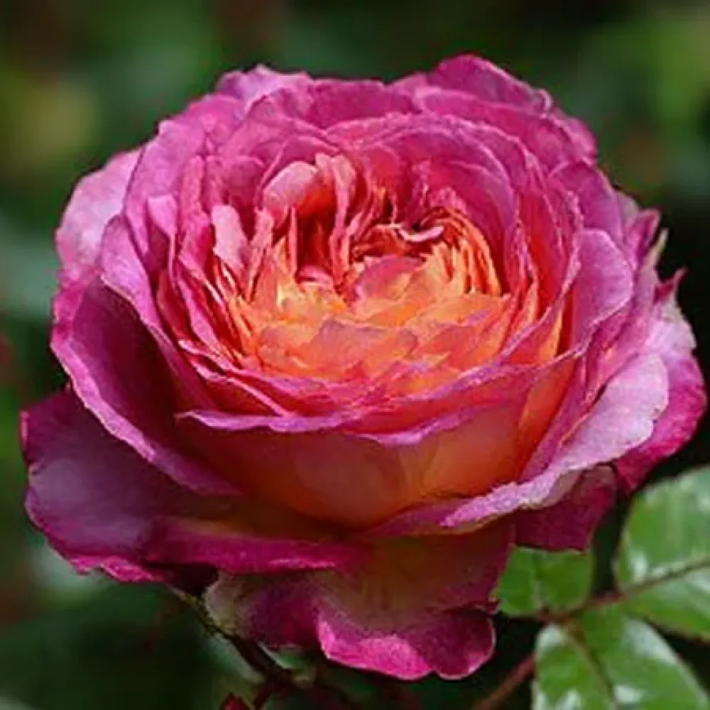 Ruusu 'Tender Pink Flirt' – paljasjuurinen