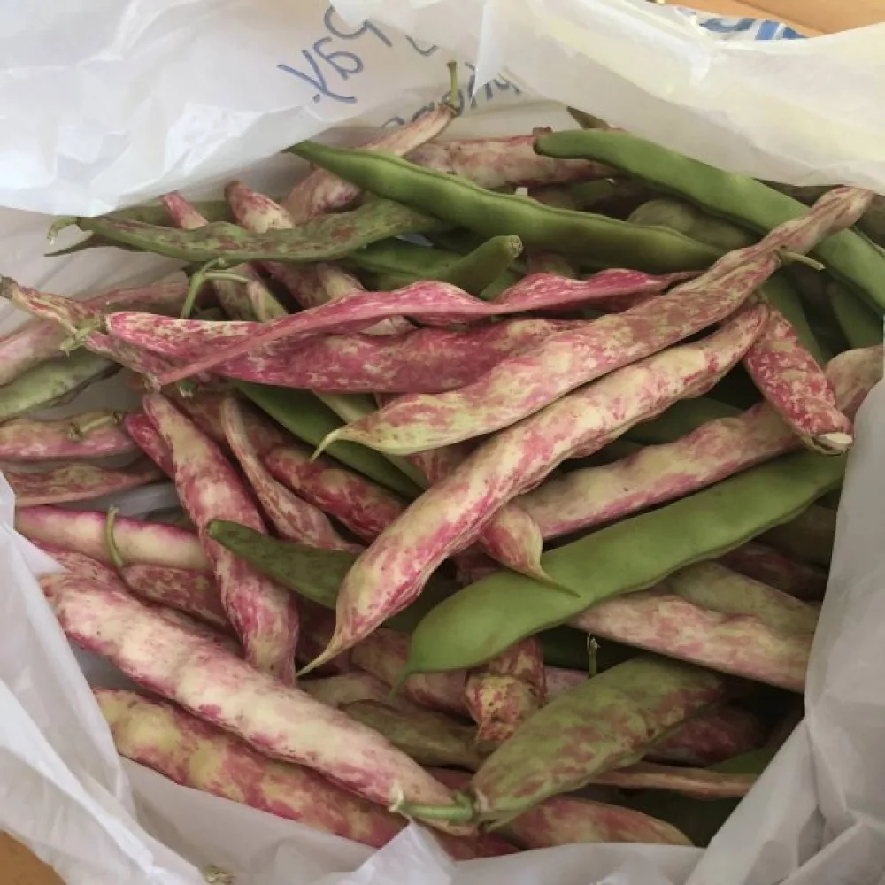Salkopapu 'Borlotto di Vigevano'