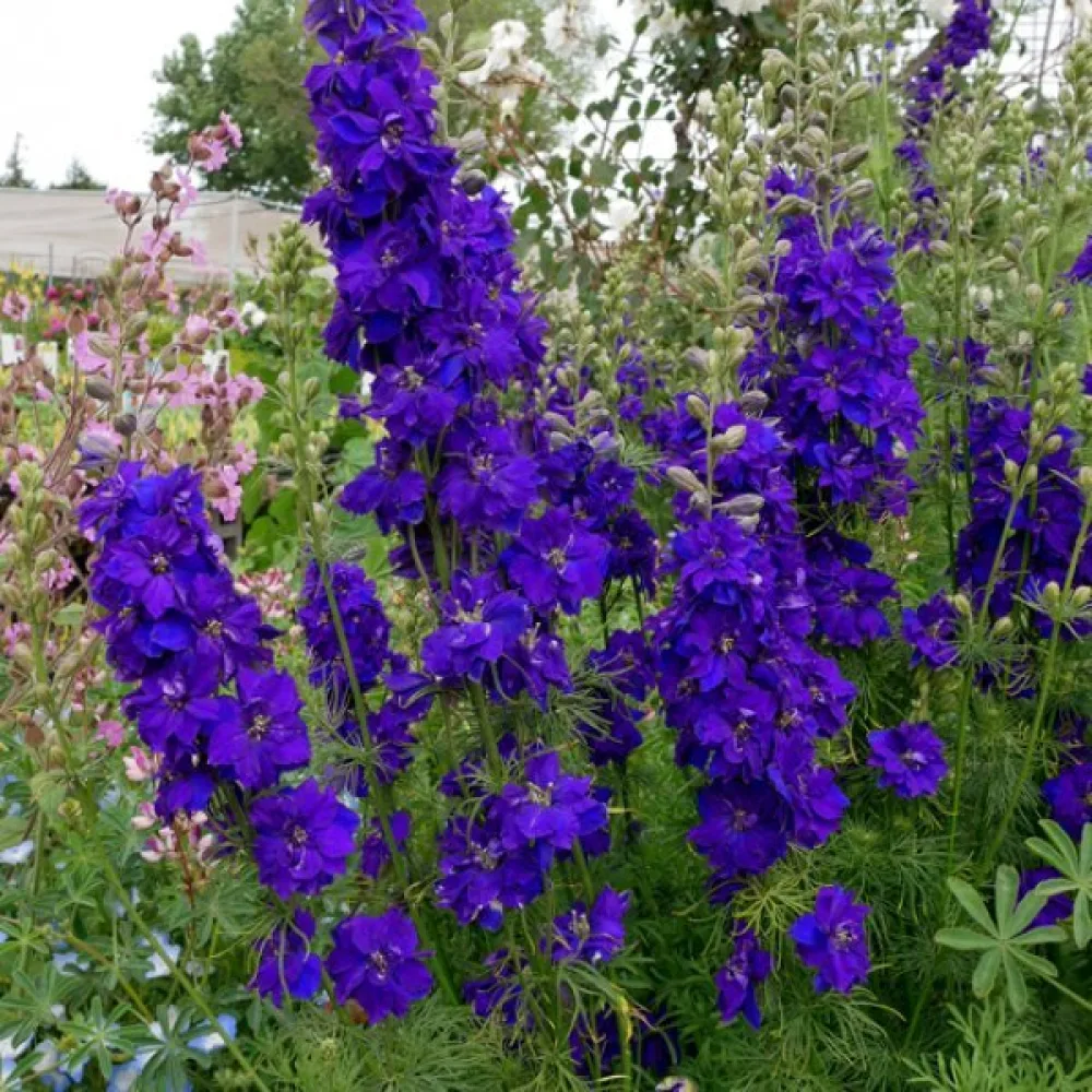 Kesäkukonkannus 'Blue Spire' – tummansininen