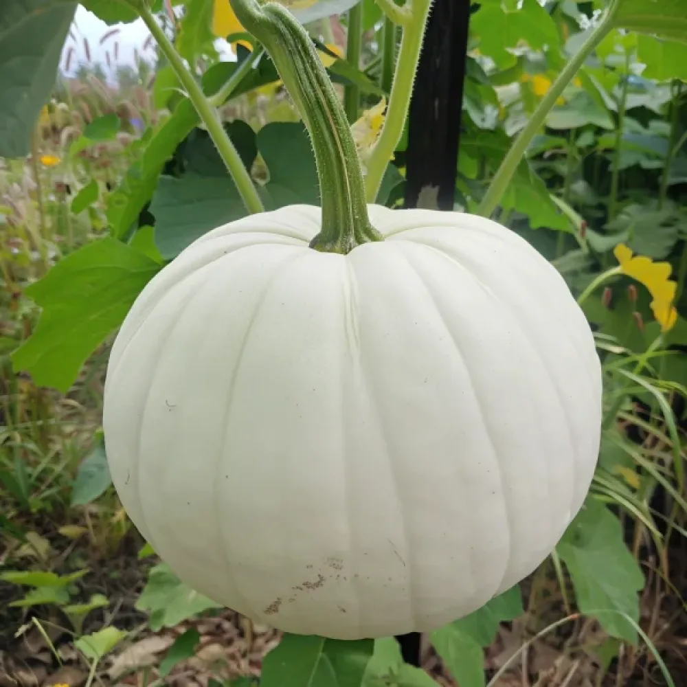 Kurpitsa 'Lumina'