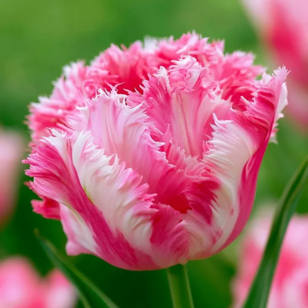 Tulppaani 'Crispion Sweet'