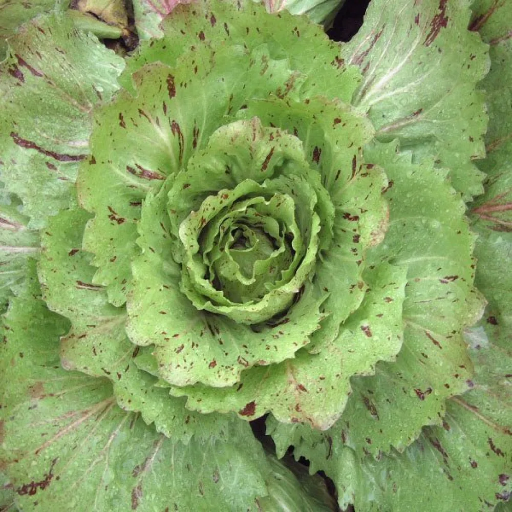 Sikuri 'Variegata di Castelfranco'