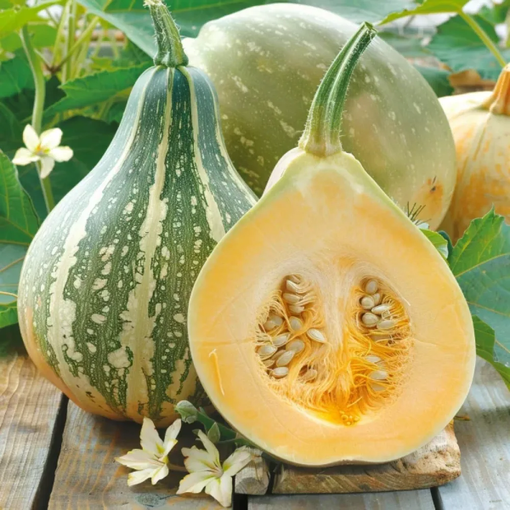 Kurpitsa 'Olga'