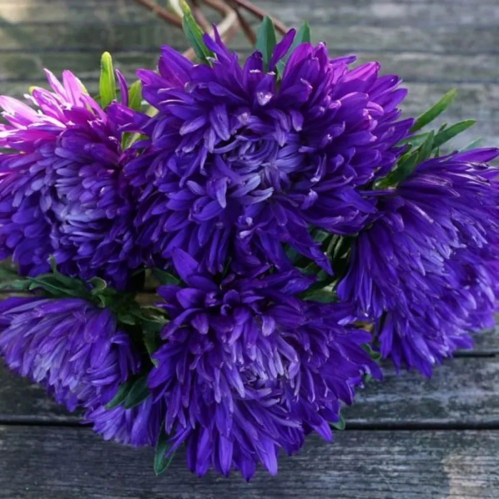 Kesäasteri 'Apollonia' – violetti