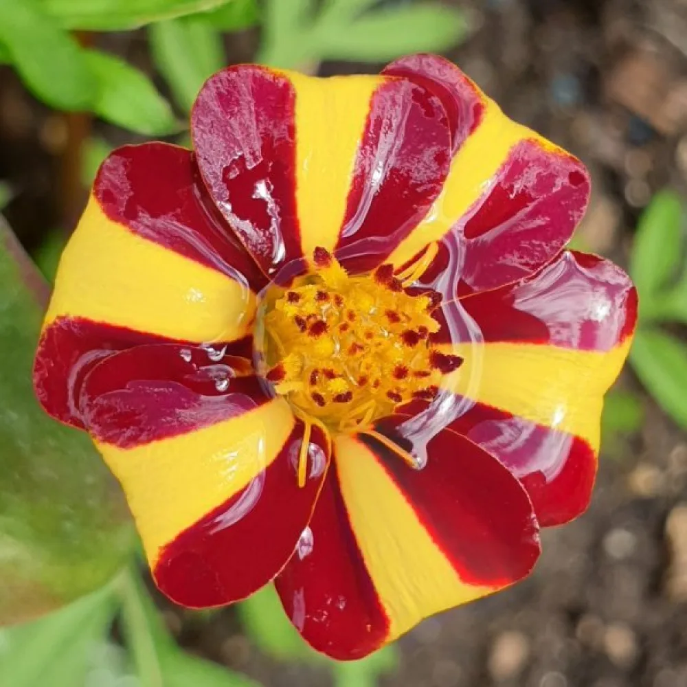 Ruusukesamettikukka 'Athos'