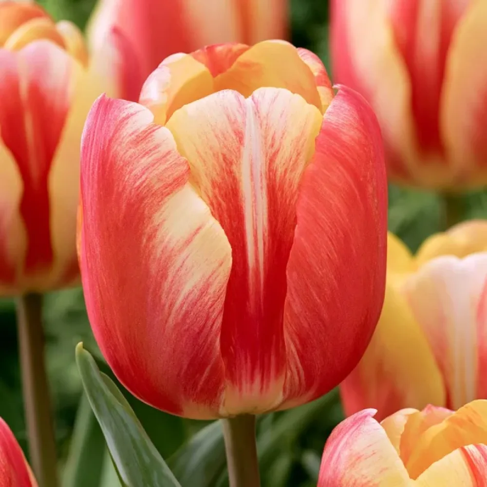 Tulppaani 'Candy Corner'