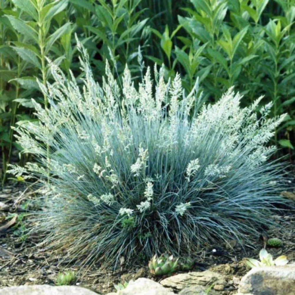 Sininata Festuca glauca