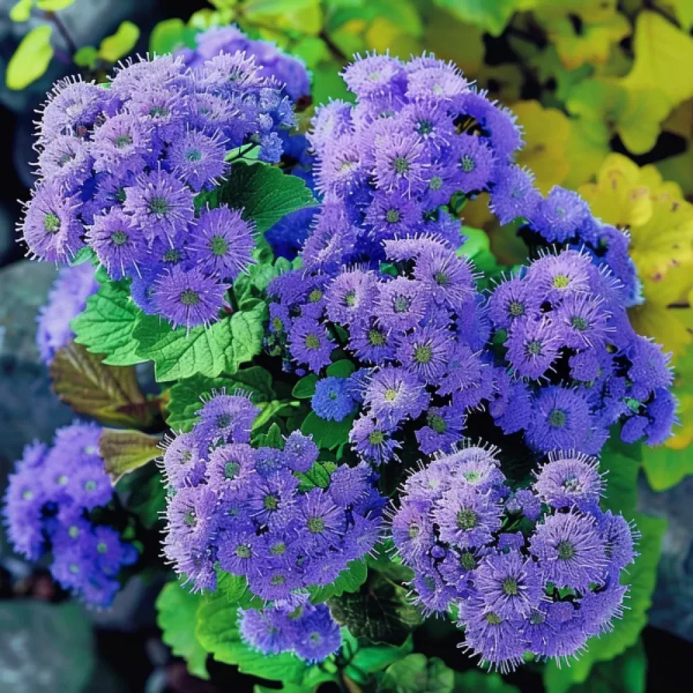 Sinihapsi 'Blaues Meer'