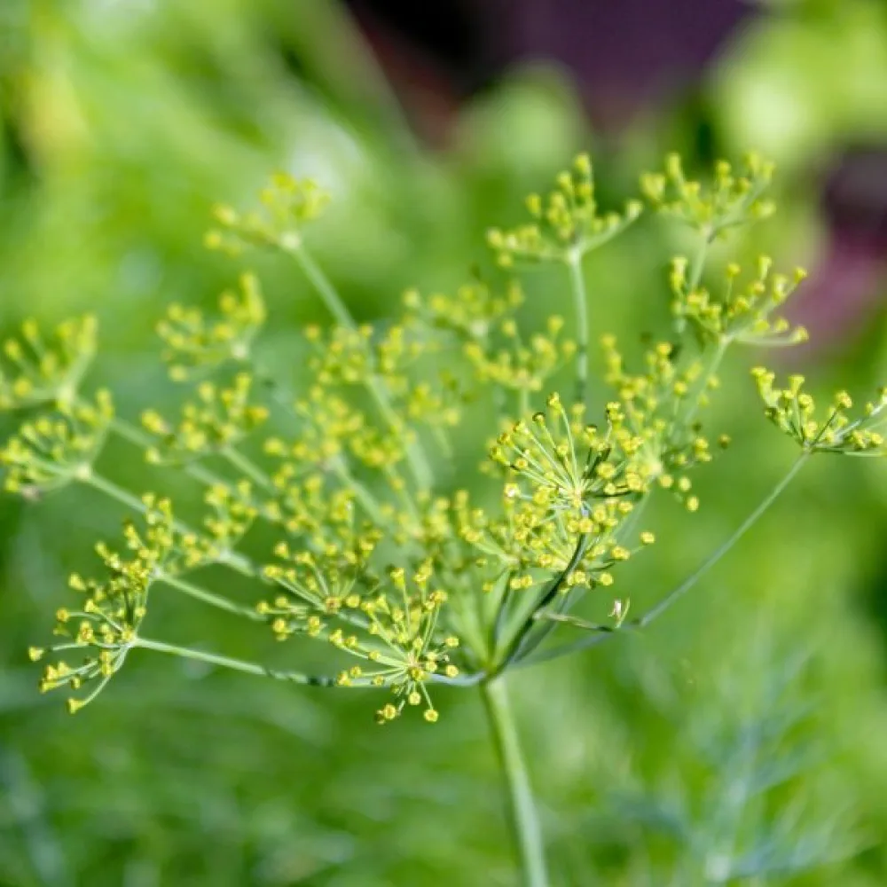 Tilli 'Vierling'