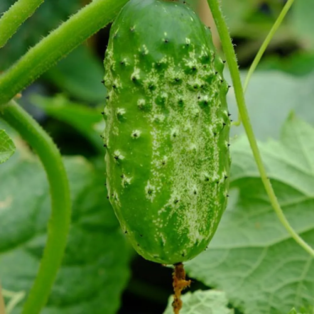 Avomaankurkku 'Mikor'