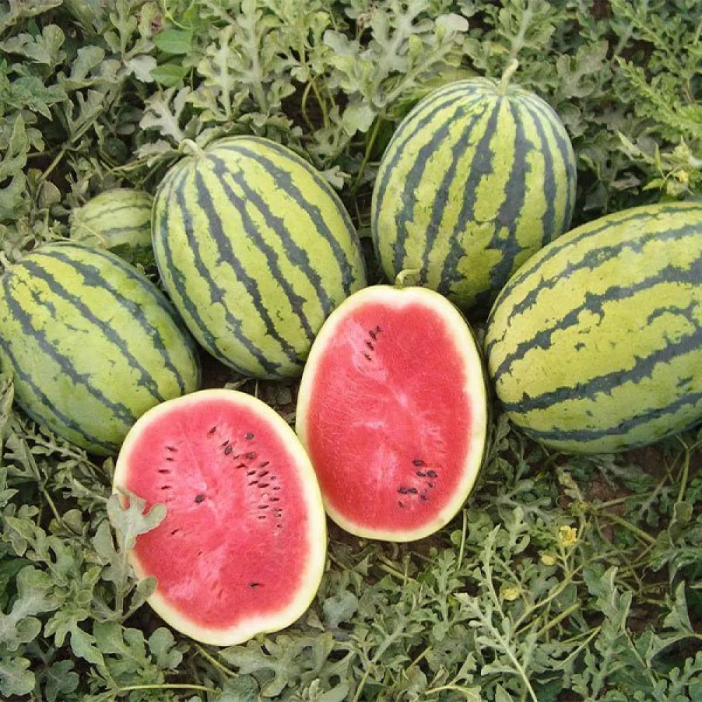 Vesimeloni 'Moro' F1