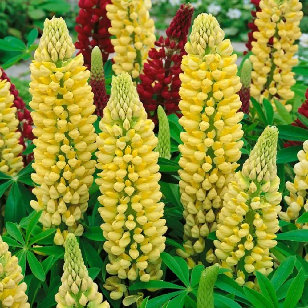 Komealupiini Lupinus polyphyllus, keltainen