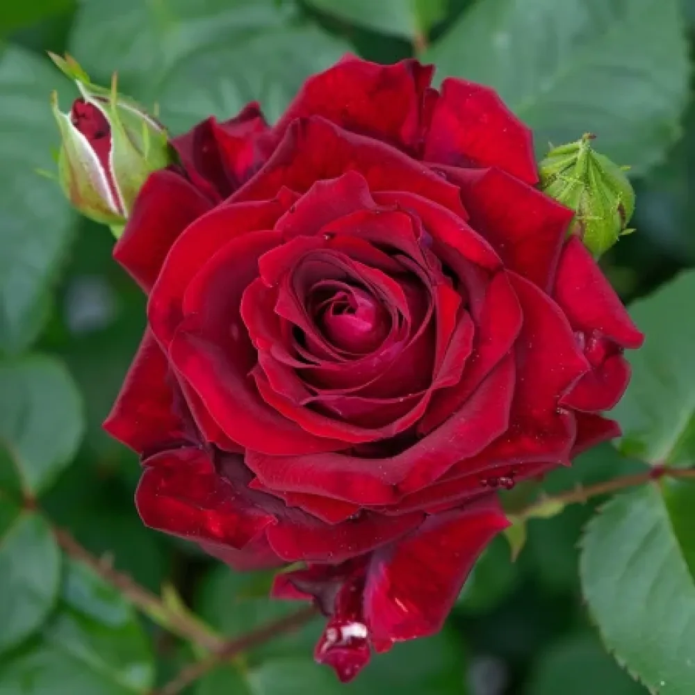Ruusu 'Evening Bloom Harp' – paljasjuurinen